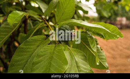 Rohe grüne Guava, Psidium Gujava Früchte, die in landwirtschaftlichen Betrieben an Ästen mit grünen Blättern hängen. Stockfoto