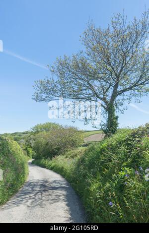 Sonnige kornische Landstraße, die sich in die Ferne schlängelt. Metapher, was um die Ecke liegt, was vor uns liegt, Weg, der nirgendwo hinführt, ins Unbekannte. Stockfoto