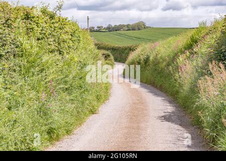 Sonnige kornische Landstraße, die sich in die Ferne schlängelt. Metapher, was um die Ecke liegt, was vor uns liegt, Weg, der nirgendwo hinführt, ins Unbekannte. Stockfoto