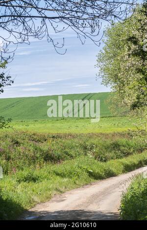 Ackerbau in fernen Feldern, von einer Landstraße in Cornwall, England aus gesehen. Für die Landwirtschaft und Landwirtschaft in Großbritannien: Grünere Weiden, landwirtschaftliche Einkommen. Stockfoto