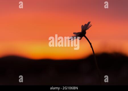 Daisy Sonnenuntergang Silhouette mit einem Tropfen Regen. Konzeptueller Minimalismus in der Natur. Schönes Abendlicht. Nahaufnahme der Kamillenblüte auf dem Hintergrund von t Stockfoto