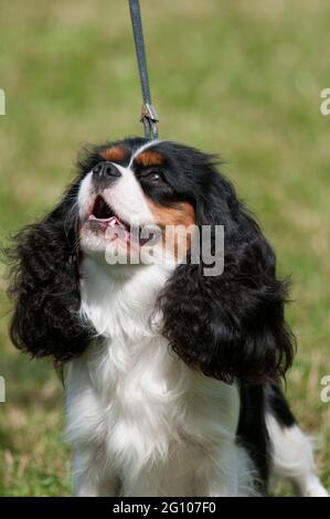 Cavalier King Charles Spaniel-Porträt Stockfoto