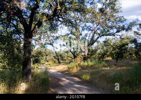 Unbefestigte Straße mit Bäumen um, von der Casa de Campo in Madrid, in Spanien. Horizontale Fotografie. Stockfoto