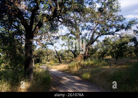 Unbefestigte Straße mit Bäumen um, von der Casa de Campo in Madrid, in Spanien. Horizontale Fotografie. Stockfoto