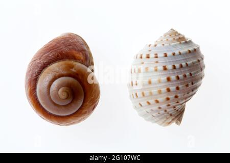Muscheln, die isoliert auf weißem Hintergrund Stockfoto