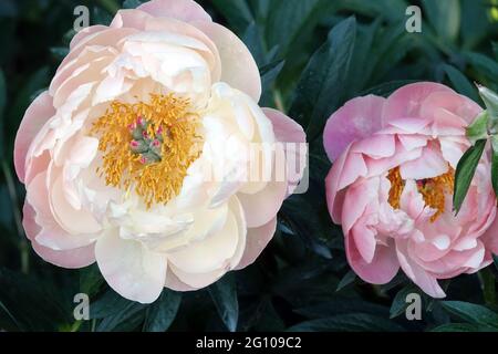 Lachsfarbe Paeonia Coral Charm Pale cremige Öffnung Blumenschale Stockfoto