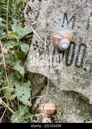 Nahaufnahme von Schnecken auf verwittertem Grabstein - alter verlassene Stadt- oder Dorffriedhof. Verwitterter Grabstein auf einem verlassenen Friedhof. Selektiver Fokus Stockfoto