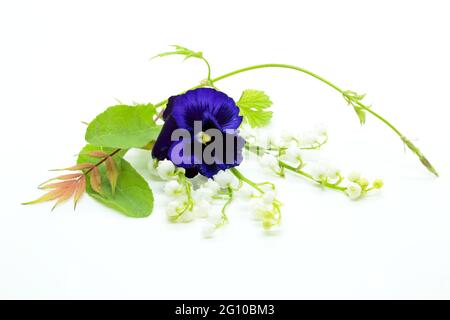 Blauviolett und Blüten einer Maiglöckchen isoliert auf weißem Hintergrund Stockfoto