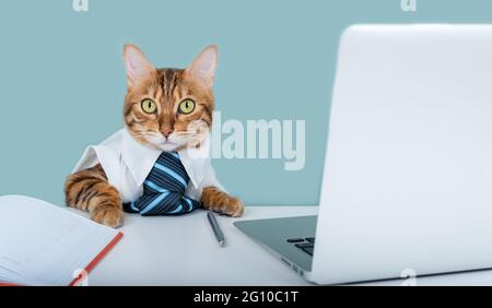 Bengalkatze in Hemd und Krawatte sitzt an einem Arbeitstisch. Büroangestellter Stockfoto