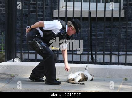 London, England, Großbritannien. Juni 2021. Ein Polizist spielt mit Larry, der Katze des britischen Regierungssitzes Downing Street. Kredit: Tayfun Salci/ZUMA Wire/Alamy Live Nachrichten Stockfoto