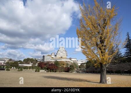 HIMEJI, JORDANIEN - 17. Dez 2019: Burg Himeiji mit gelbem Ginkgo-Baum im Herbst Stockfoto