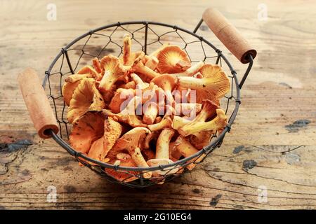 Cantharellus cibarius, allgemein bekannt als Pfifferlinge, goldene Pfifferlinge oder girolle. Pilze zum Essen Stockfoto