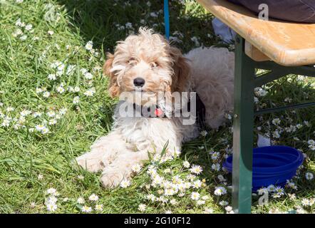 Ein Cockerpoo-Hund Salisbury Wiltshire UK Stockfoto