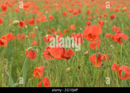 Schönes rot leuchtenden Mohnblumen nach einem Gewitter. Viele Regen fällt auf die Blumen. Stockfoto