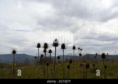 Trockene Disteln auf sehr bewölktem Hintergrund Stockfoto