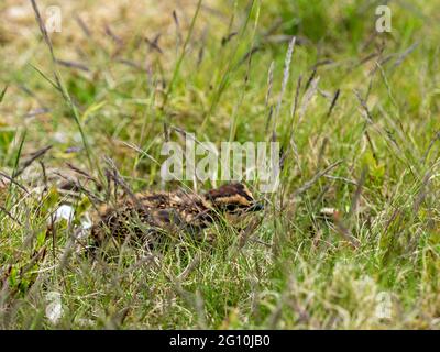 Rothuhnküken (Lagopus lagopus) verstecken sich in tiefer Heide auf einem Moor der Birkhühner. Stockfoto