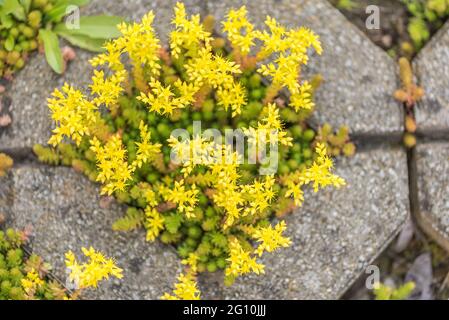 Kleine gelbe Blüte mauerpfeffer. Lateinischer Name Sedum Acre Stockfoto