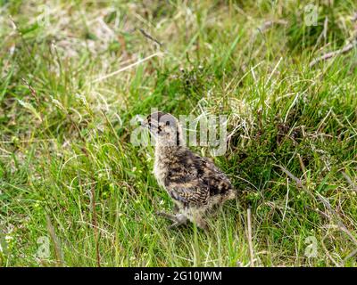 Rothuhnküken (Lagopus lagopus) verstecken sich in tiefer Heide auf einem Moor der Birkhühner. Stockfoto