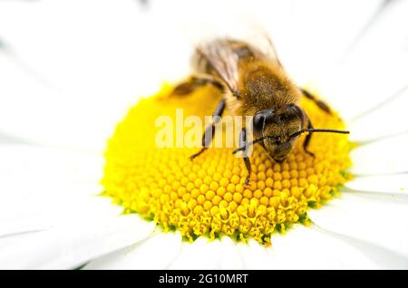 Die Biene sitzt auf einer Kamillenblüte und sammelt Nektar. Nahaufnahme Stockfoto