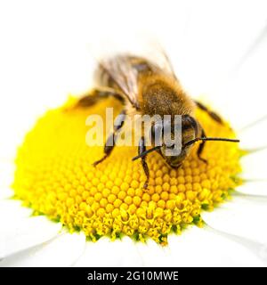 Die Biene sitzt auf einer Kamillenblüte und sammelt Nektar. Nahaufnahme Stockfoto
