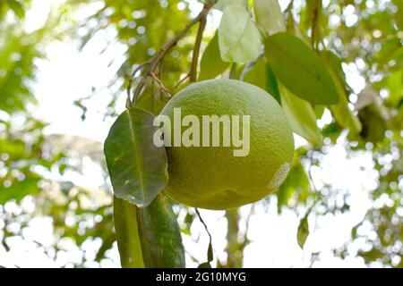 Frische, Rohe Grapefruit Auf Baum Stockfoto