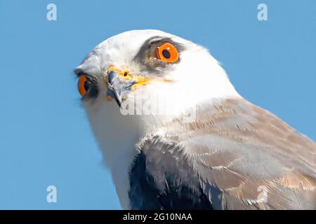 Schwarz geflügelten Drachen, Elanus Caeruleus. Schwarz abgesetzten kite Vogel elanus axillaris auf Zweig mit hellen Augen Donana Nationalpark, Andalusien, Sp gehockt Stockfoto