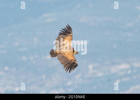 Der Gänsegeier - Gyps fulvus - fliegt in der Sierra de Cazorla, Jaen, Spanien Stockfoto