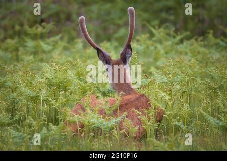 Männlicher Rehbock (Capreolus capreolus) blickt in die Ferne der grasbewachsenen Wiesen im Richmond Park, England Stockfoto