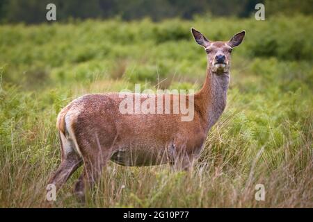 Weibliche Rehe (Capreolus capreolus) auf einer Wiese mit Blick in die Kamera im Richmond Park, England Stockfoto