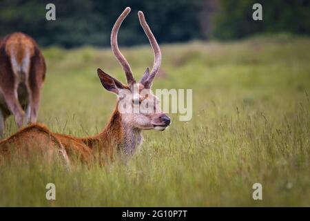 Männlicher Rehbock (Capreolus capreolus) grast auf den grasbewachsenen Wiesen im Richmond Park, England Stockfoto