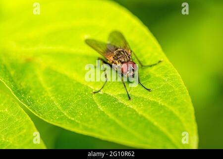 Blowfly, Aasfliege, schwarze Fliege auf einem grünen Blatt sitzend, Nahaufnahme. Natürlicher Hintergrund. Stockfoto