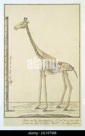 Giraffa camelopardalis (Giraffe), Skelett. Skelett einer Giraffe (Giraffa camelopardalis); mit Schuppe in Rijnlandse Maat. Stockfoto