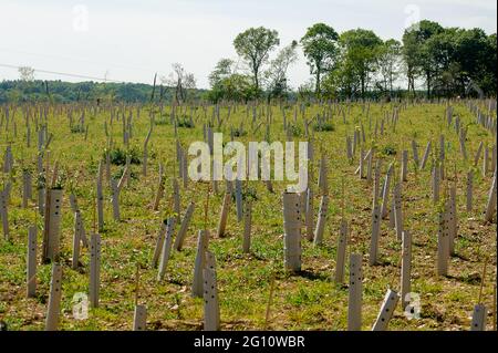 Aylesbury Valle, Buckinghamshire, Großbritannien. Juni 2021. HS2 hat einen großen Teil des alten Waldes bei Jones Hill Wood für den Bau der umstrittenen High Speed 2 Rail-Verbindung von London nach Birmingham gefällt. Ein Teil der Abschwächung besteht darin, Baumknödel zu Pflanzen, von denen viele bereits tot sind, da kein Bewässerungsschema vorhanden ist. Quelle: Maureen McLean/Alamy Stockfoto