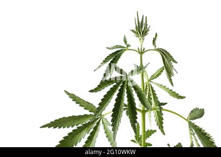 Cannabisbusch Nahaufnahme isoliert auf weißem Hintergrund Stockfoto
