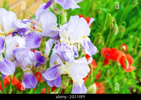 Iris Blume und papaver im Garten. Frühling Natur Hintergrund Stockfoto