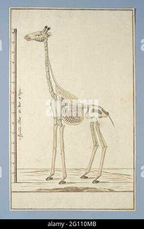 Giraffa camelopardalis (Giraffe), Skelett. Skelett einer Giraffe (Giraffa camelopardalis); mit Schuppe in Rijnlandse Maat. Stockfoto