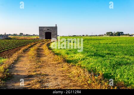 Panoramablick auf ein angebautes Gemüsefeld mit einem alten verlassenen Bauernhaus in Monopoli (Bari - Apulien) - Typische Frühlingslandschaft im Süden Stockfoto