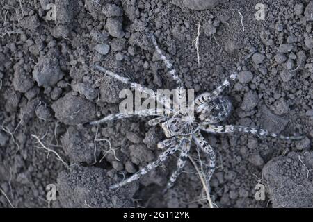 Wolfsspinne, Tarantula (Lycosa singoriensis). Stockfoto