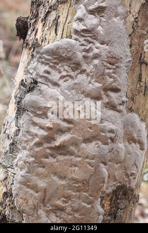 Phellinus laevigatus, allgemein bekannt als Glattborstenpilz, wilder Polypore aus Finnland Stockfoto