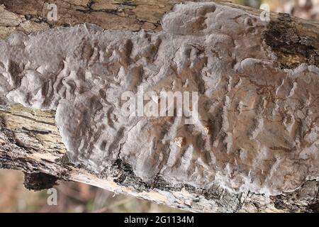 Phellinus laevigatus, allgemein bekannt als Glattborstenpilz, wilder Polypore aus Finnland Stockfoto