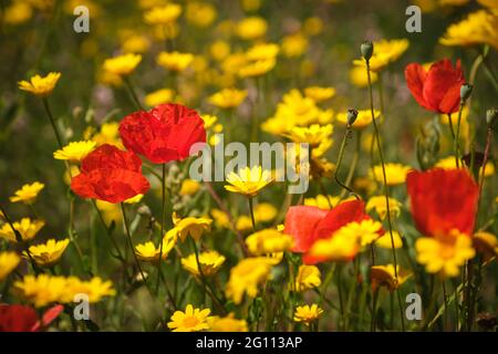 Poppies growing amongst a meadow of wild yellow daisy flowers in Corsica Stockfoto
