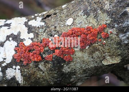 Peniophora rufa, bekannt als Rotbaum-Gehirn, wilder Pilz aus Finnland Stockfoto