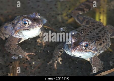Gemeinsame Frog, Rana temporaria, auch als gemeinsame europäische Frosch bekannt, gemeinsamen Europäischen braun Frosch und Europäischen Grasfrosch, auf einem Teich gefüllt mit spawn Stockfoto