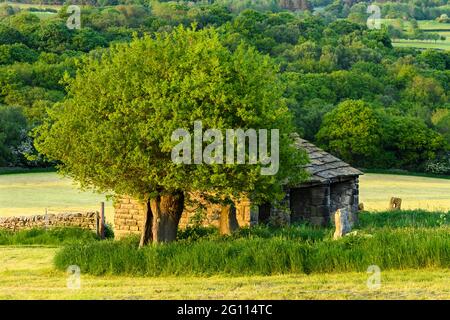 Isolierte alte Steinfeldscheune in landschaftlich reizvoller Landschaft (sonnenbeleuchtete Felder, Waldbäume, Talhänge, geschnittenes und ungeschnittenes Gras) - West Yorkshire, England. Stockfoto