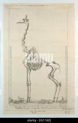 Giraffa camelopardalis (Giraffe) Skelett. Skelett einer Giraffe (Giraffa camelopardalis), mit Skala auf der linken und rechten Seite des Blattes (in Bleistift) und unter Rahmen und Inschrift (geätzt). Stockfoto