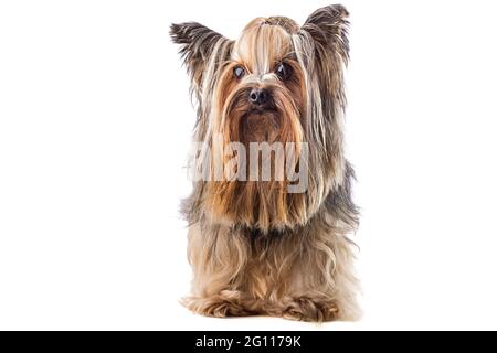 Yorkshire Terrier, Hund isoliert auf weiß Stockfoto