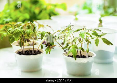 Tomatensämlinge, die in Töpfen angebaut werden, bevor sie in den Garten gepflanzt werden Stockfoto
