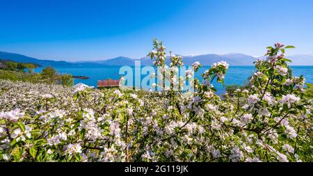 Hardanger am Hardangerfjord ist berühmt für seine herrliche Aussicht, wenn die Apfelbäume im Mai in voller Blüte stehen. Stockfoto