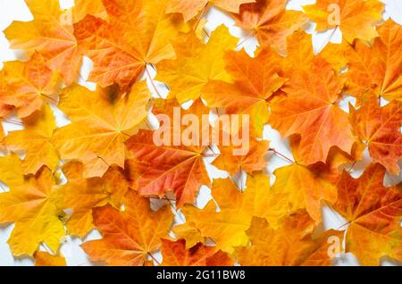 Nahaufnahme im Hintergrund. Eine detaillierte Nahaufnahme von echten herbstlichen roten Ahornblättern in einem Stapel. Stockfoto