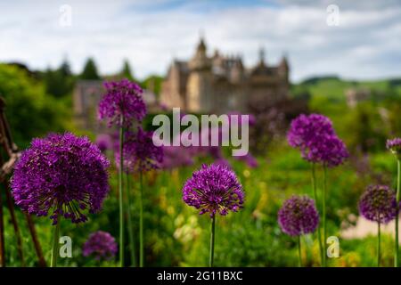 Melrose, Schottland, Großbritannien. 4. Juni 2021. Lila Farben von Allum blüht in voller Blüte in einem ummauerten Garten im Abbotsford House in Melrose, Scottish Borders. Abbotsford House ist die ehemalige Heimat des schottischen Schriftstellers und Dichters Sir Walter Scott. Iain Masterton/Alamy Live News Stockfoto